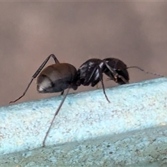 Camponotus aeneopilosus at Page, ACT - 4 Oct 2024