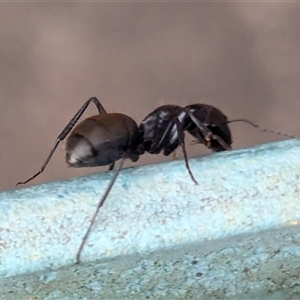 Camponotus aeneopilosus at Page, ACT - 4 Oct 2024