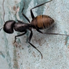 Camponotus aeneopilosus at Page, ACT - 4 Oct 2024