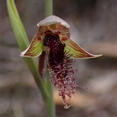 Calochilus platychilus (Purple Beard Orchid) at Windellama, NSW - 2 Oct 2024 by AnneG1