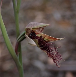 Calochilus platychilus at Windellama, NSW - suppressed