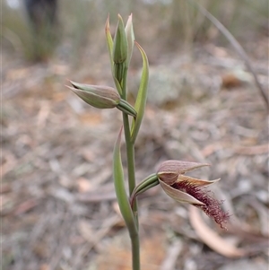 Calochilus platychilus at Windellama, NSW - suppressed