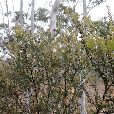 Acacia aureocrinita (A Wattle) at Windellama, NSW - 2 Oct 2024 by AnneG1