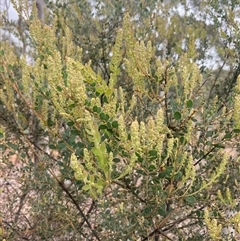 Acacia aureocrinita at Windellama, NSW - 2 Oct 2024