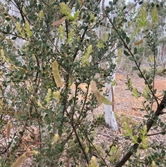 Acacia aureocrinita at Windellama, NSW - 2 Oct 2024