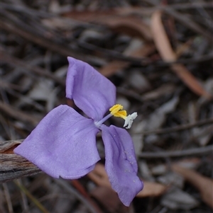 Patersonia sericea at Windellama, NSW - 2 Oct 2024