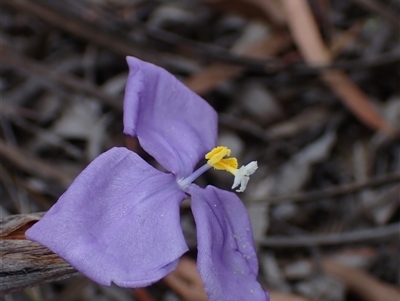 Patersonia sericea (silky purple-flag) at Windellama, NSW - 2 Oct 2024 by AnneG1