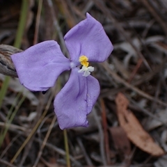 Patersonia sericea at Windellama, NSW - 2 Oct 2024