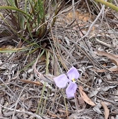 Patersonia sericea at Windellama, NSW - 2 Oct 2024