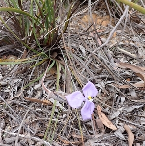 Patersonia sericea at Windellama, NSW - 2 Oct 2024