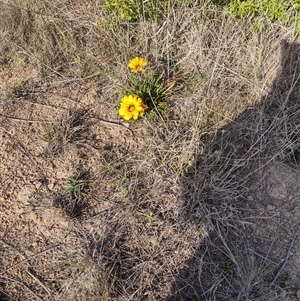 Gazania x splendens at Chisholm, ACT - 27 Sep 2024