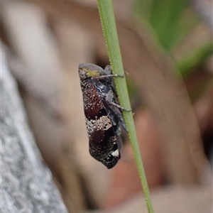 Platybrachys decemmacula at Windellama, NSW - 2 Oct 2024