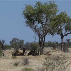 Camelus dromedarius at Gibson Desert North, WA - 27 Aug 2024