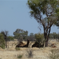 Camelus dromedarius at Gibson Desert North, WA - 27 Aug 2024 02:43 PM