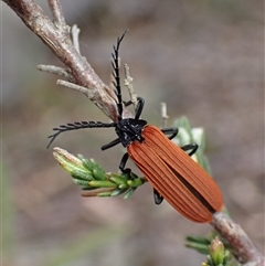 Porrostoma rhipidium (Long-nosed Lycid (Net-winged) beetle) at Windellama, NSW - 2 Oct 2024 by AnneG1