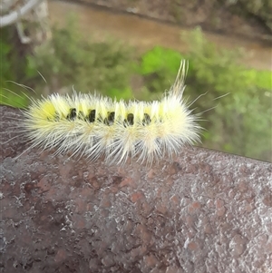 Trichiocercus sparshalli at Kings Park, WA by VanceLawrence