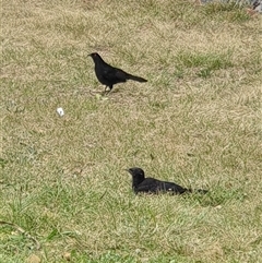 Corcorax melanorhamphos (White-winged Chough) at Lyneham, ACT - 4 Oct 2024 by Jeanette