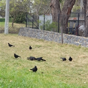 Corcorax melanorhamphos at Lyneham, ACT - 4 Oct 2024