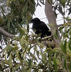 Corcorax melanorhamphos at Lyneham, ACT - 4 Oct 2024