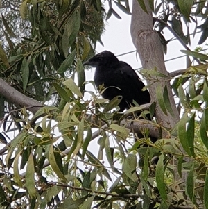 Corcorax melanorhamphos at Lyneham, ACT - 4 Oct 2024