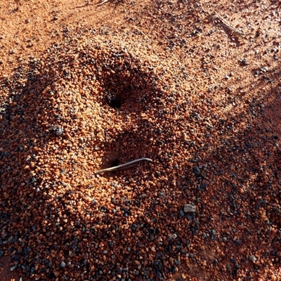 Iridomyrmex purpureus (Meat Ant) at Gibson Desert North, WA - 27 Aug 2024 by Paul4K