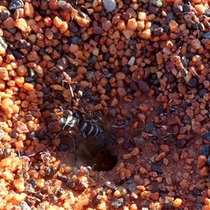 Iridomyrmex purpureus at Gibson Desert North, WA - 27 Aug 2024 06:07 PM