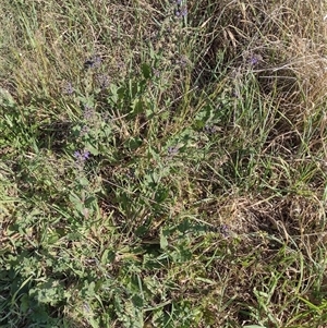 Salvia verbenaca var. verbenaca at Chisholm, ACT - 27 Sep 2024