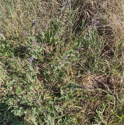 Salvia verbenaca var. verbenaca (Wild Sage) at Chisholm, ACT - 27 Sep 2024 by PatMASH