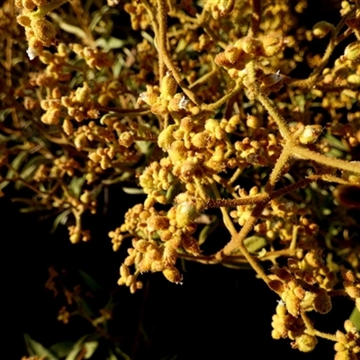 Unidentified Other Shrub at Gibson Desert North, WA - 27 Aug 2024 by Paul4K