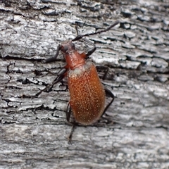 Ecnolagria grandis (Honeybrown beetle) at Windellama, NSW - 2 Oct 2024 by AnneG1