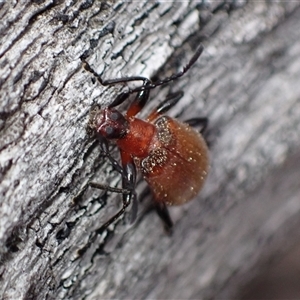 Ecnolagria grandis at Windellama, NSW - 2 Oct 2024