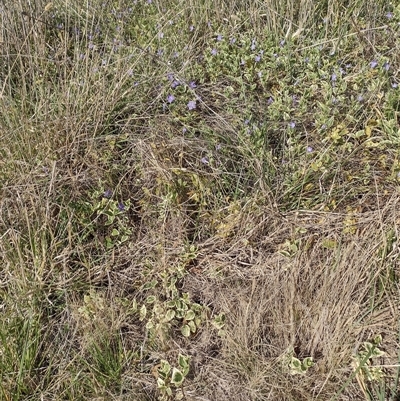 Vinca major (Blue Periwinkle) at Chisholm, ACT - 27 Sep 2024 by PatMASH