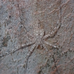 Tamopsis eucalypti (A two-tailed spider) at Windellama, NSW - 2 Oct 2024 by AnneG1