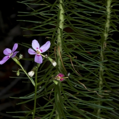 Stylidium laricifolium (Giant Triggerplant, Tree Triggerplant) at Appin, NSW - 3 Oct 2024 by jb2602