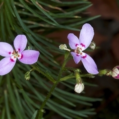 Stylidium laricifolium at Appin, NSW - 3 Oct 2024