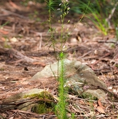 Stylidium laricifolium at Appin, NSW - 3 Oct 2024 12:54 PM