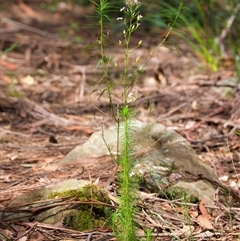 Stylidium laricifolium at Appin, NSW - 3 Oct 2024