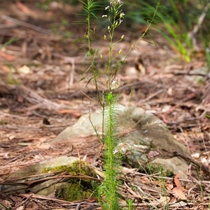 Stylidium laricifolium at Appin, NSW - 3 Oct 2024 12:54 PM