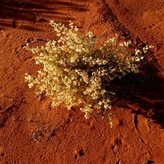 Dodonaea viscosa at Gibson Desert North, WA - 27 Aug 2024 by Paul4K