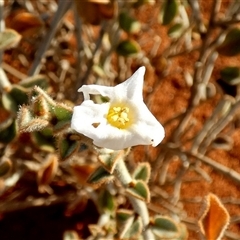 Bonamia rosea at Gibson Desert North, WA - 27 Aug 2024 by Paul4K