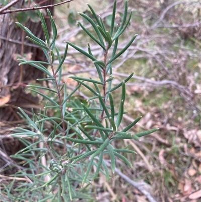 Persoonia mollis subsp. livens at Windellama, NSW - 2 Oct 2024 by AnneG1