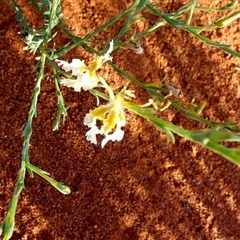 Lechenaultia lutescens at Gibson Desert North, WA - 27 Aug 2024 by Paul4K