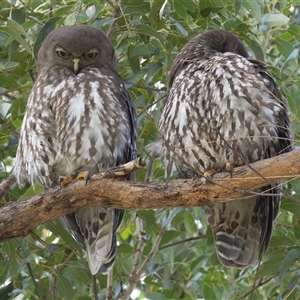 Ninox connivens (Barking Owl) at South West Rocks, NSW by rawshorty