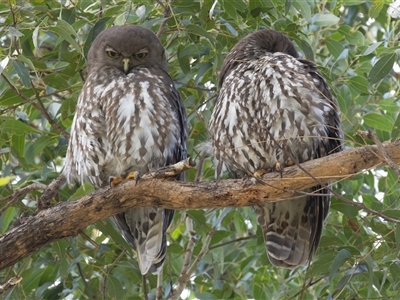 Ninox connivens (Barking Owl) at South West Rocks, NSW - 4 Oct 2024 by rawshorty