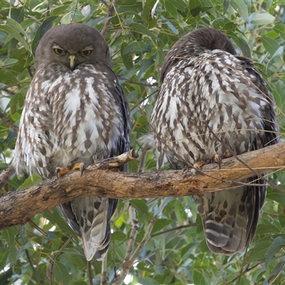 Ninox connivens (Barking Owl) at South West Rocks, NSW - 4 Oct 2024 by rawshorty