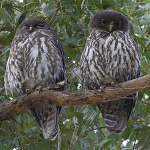 Ninox connivens at South West Rocks, NSW - suppressed