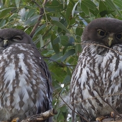 Ninox connivens at South West Rocks, NSW - suppressed