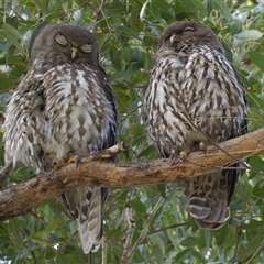 Ninox connivens at South West Rocks, NSW - suppressed