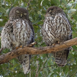 Ninox connivens at South West Rocks, NSW - suppressed