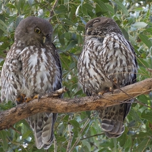 Ninox connivens at South West Rocks, NSW - suppressed